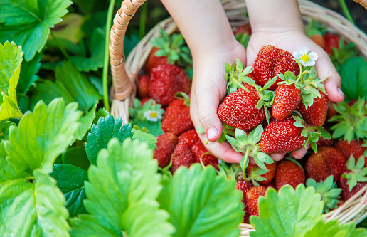 Strawberry fruit grown and collected by young woman which is trying to have a sustainable life in countryside in Poland, food forest and berry garden.