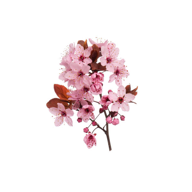filial de árvore da mola com as flores no branco - spring tree orchard forest - fotografias e filmes do acervo