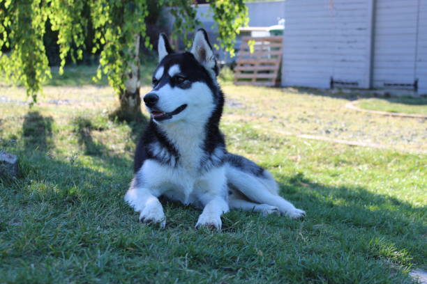 istock Siberian Husky black and white 1153632634