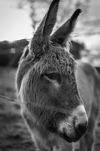 istock My favorite Animals 1153633326