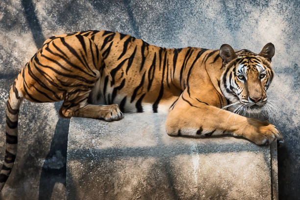 istock Portrait of tiger. 1153633334