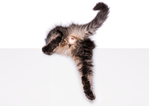 Maine Coon kitten with sign or banner. Funny pet cat showing placard with space for text. Beautiful domestic kitty with blank board, isolated on white background.