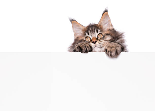 istock Maine Coon kitten with blank 1153633638
