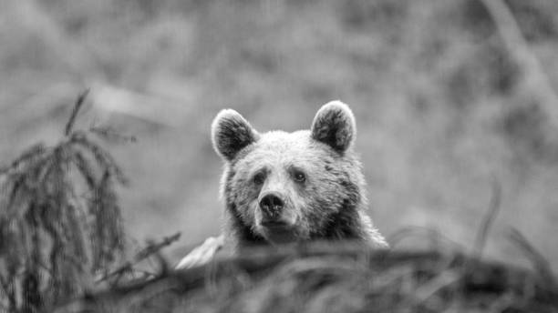 istock Young brown bear in the wild- Romania 1153633826