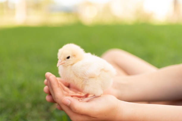 黄色の赤ちゃんのひよこを持っている子供 - bird yellow child chicken ストックフォトと画像