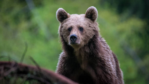 Young brown bear in the wild- Romania wildlife black bear cub stock pictures, royalty-free photos & images