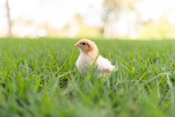 istock Yellow baby chicks in grass 1153634750