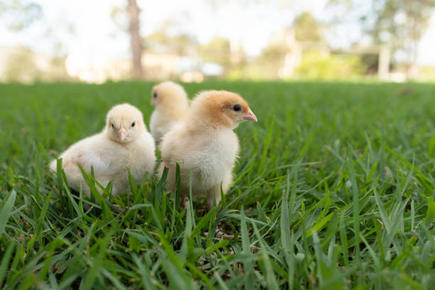 istock Yellow baby chicks in grass 1153634757