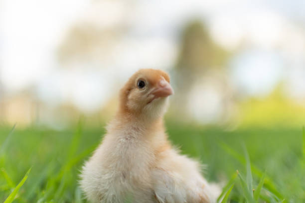 istock Yellow baby chicks in grass 1153634787