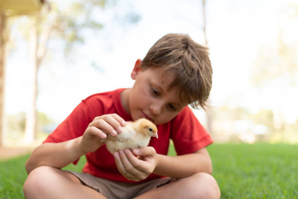 istock Young boy patting a two week day old chick baby in grass 1153634811