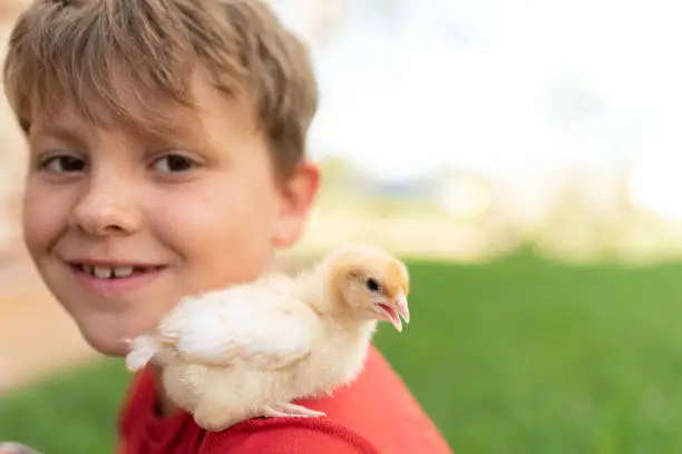 Young boy with his pet baby chicken. Yellow two week old chick.