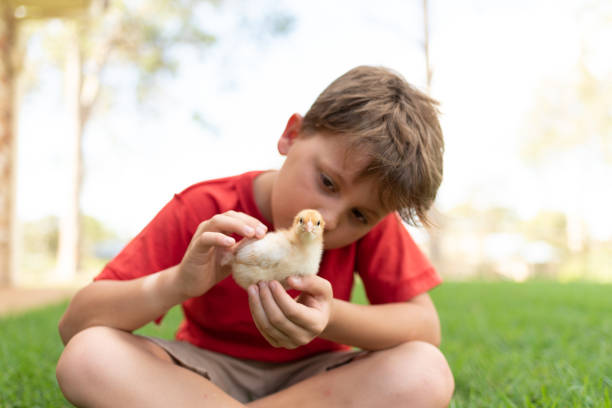 若い男の子は、草の中で2週間の日の古いひよこの赤ちゃんを撫で - chicken baby chicken young bird poultry ストックフォトと画像