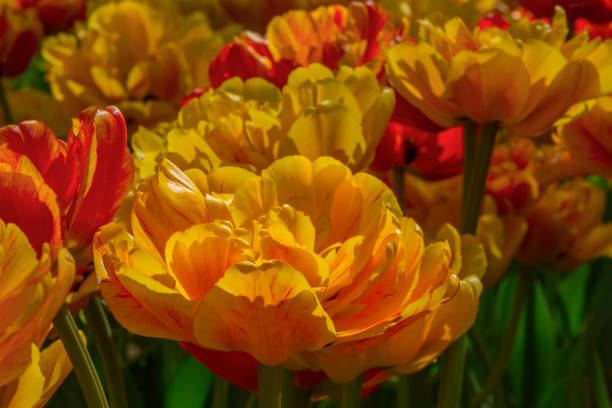 istock beautiful multi-colored tulips close up in day 1153634892
