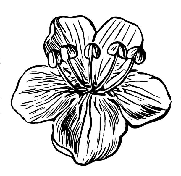 베 르 바스 질 니 그 블랙 뮬 레인 또는 다크 뮬 레인 - primrose white background flower nature stock illustrations