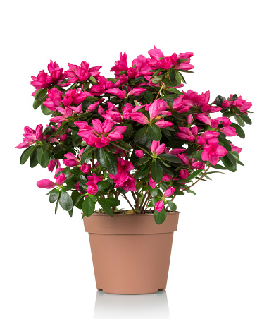 Azalea flower is in the pot. Bright beautiful pink flowers isolated on white background