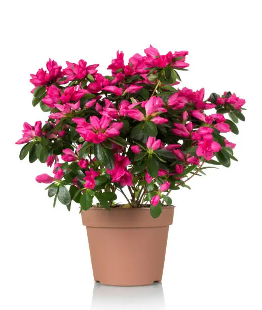 Photo of Azalea flower is in the pot. Bright beautiful pink flowers isolated on white