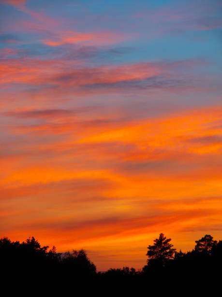 istock Landscape with sunset and silhouettes of trees. 1153638643