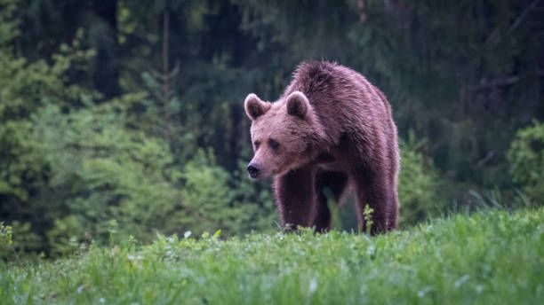 istock Young brown bear in the wild- Romania 1153638990