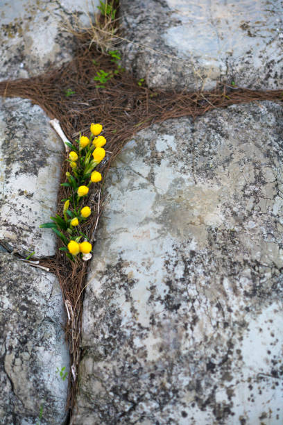 istock Flowers on house path in between rocks on Adriatic coast, Croatia. 1153639549