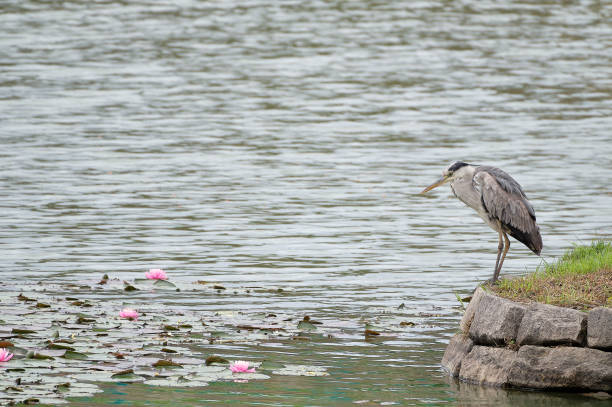 istock A lake heron looking at some water lilies 1153640992