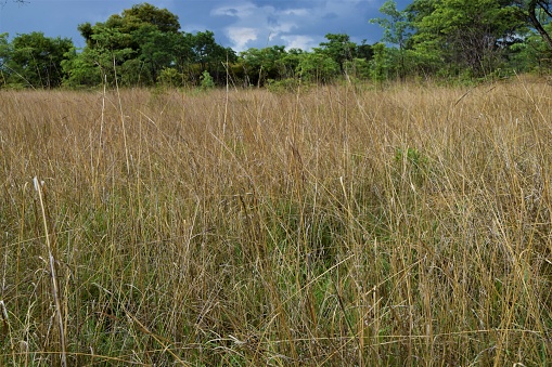 Tall yellow grass African savannah closeup safari wilderness grassland landscape nature