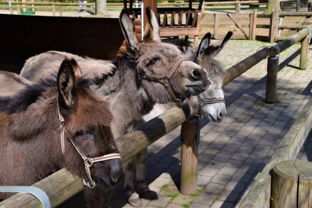 istock Grey donkeys in barn animal sanctuary farm 1153641318