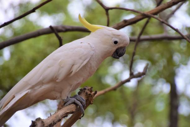 istock Australian Sulphur-Crested Cockatoo parrot on tree branch 1153641524