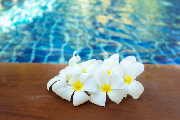 istock Floating frangipani flowers in the pool 1153641553