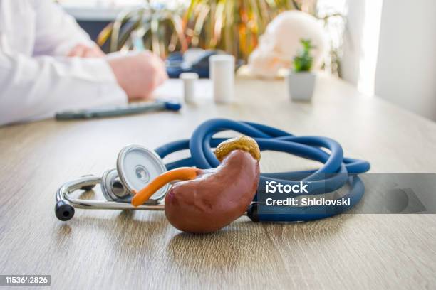 Concept Photo Of Diagnosis And Treatment Of Kidneys In Foreground Is Model Of Kidney Near Stethoscope On Table In Background Blurred Silhouette Doctor At Table Filling Medical Documentation Stock Photo - Download Image Now
