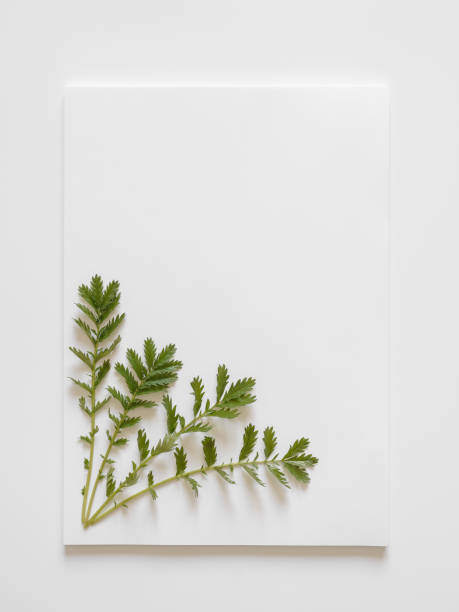 istock White sheets of paper on white background with green leaves. 1153644120