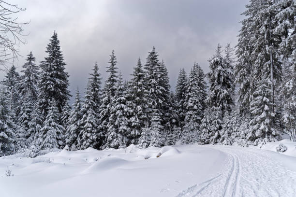 istock Footpath in a snow in a winter forest 1153644204