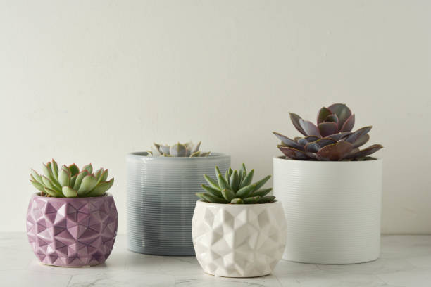 istock Succulent plant. A group of echeveria son white table. Copy space. 1153645124