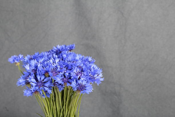istock Bouquet field cornflowers. On a gray background. Cornflower or Blue (Centaurea cyanus), with spider-woolly linear-lanceolate leaves and blue flowers. 1153645491