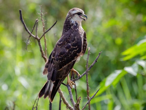 istock Snail Kite Predatory Bird With Mouth Open 1153646435