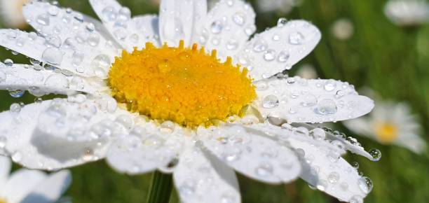 istock Fresh chamomile flowers with boiling dew on a summer meadow on a sunny day 1153646487