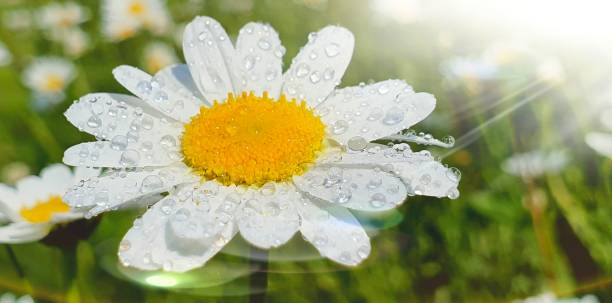 istock Fresh chamomile flowers with boiling dew on a summer meadow on a sunny day 1153646506