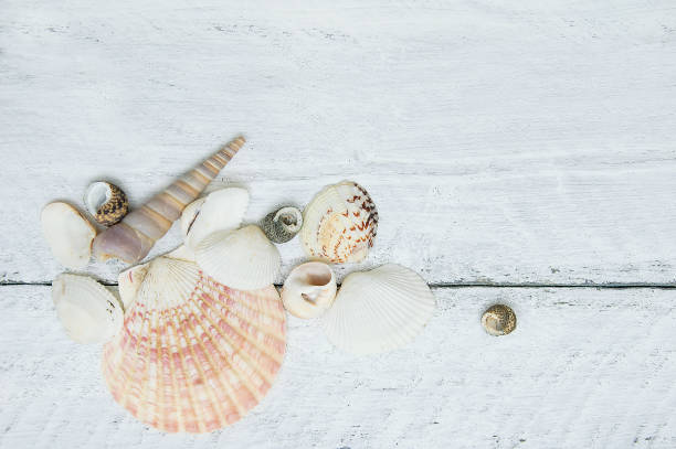 istock Sea shells on a white wooden background. Close-up, top view 1153646956