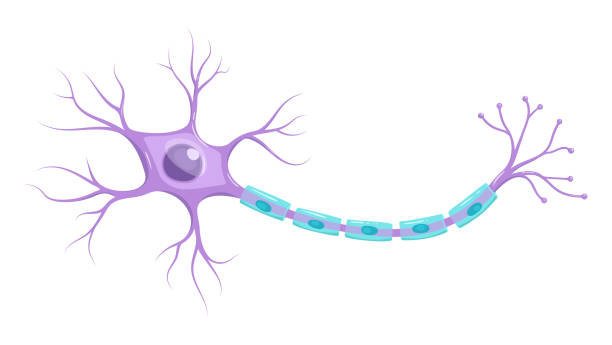Vector Illustration of neuron anatomy (Neuron, nerve cell axon and myelin sheath) Vector Illustration of neuron anatomy (Neuron, nerve cell axon and myelin sheath) human cell nucleus stock illustrations