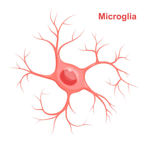 Vector Illustration of microglia. Neuroglia (glial cell) Vector Illustration of microglia. Neuroglia (glial cell) medulla stock illustrations