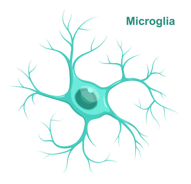 벡터 일러스트 레이 션의 블루 마이크로 글 리아.  신경 교 (신경 교 세포) - 마이크로글리아 stock illustrations