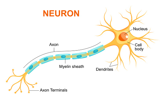 Illustration of neuron anatomy. Vector infographic (Neuron, nerve cell axon and myelin sheath)