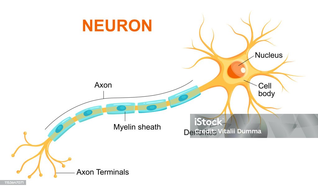 Illustration of neuron anatomy. Vector infographic (Neuron, nerve cell axon and myelin sheath) Nerve Cell stock vector