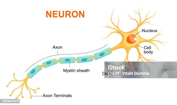 Illustration Of Neuron Anatomy Vector Infographic Stock Illustration - Download Image Now