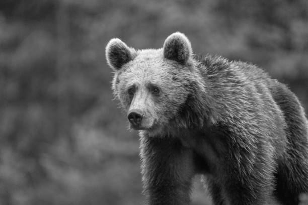 istock Young brown bear in the wild- Romania 1153647099