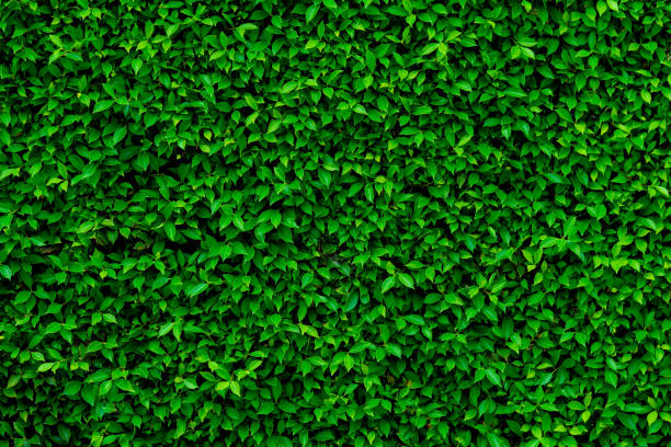 istock Backdrop and texture of green leaves natural wall 1153648152