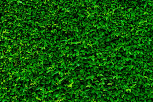 istock Backdrop and texture of green leaves natural wall 1153648177