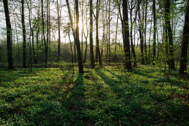 istock Sun behind a tree in the forest and blooming white flowers 1153648367
