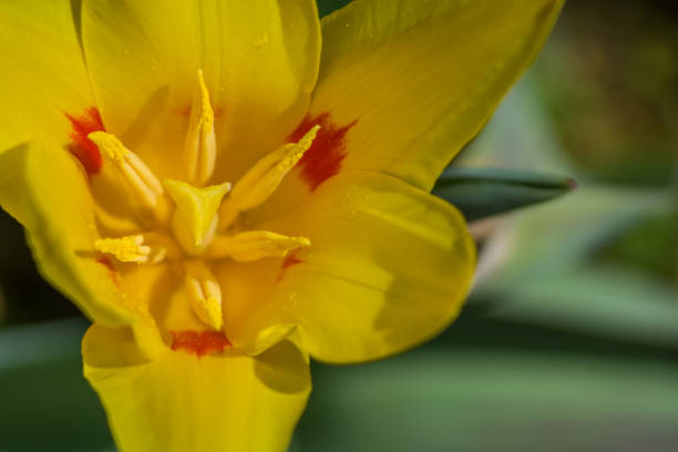 istock Tulip flower with parted petals on a closeup 1153648468