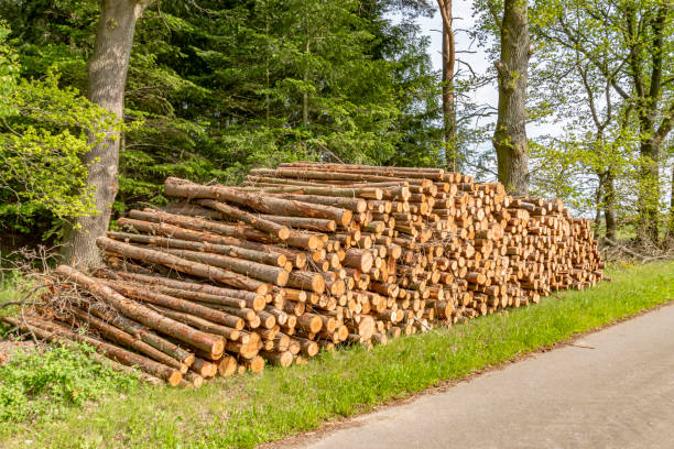 troncos de árvore felled e empilhados que encontram-se perto de uma estrada na borda da floresta. - regrow - fotografias e filmes do acervo