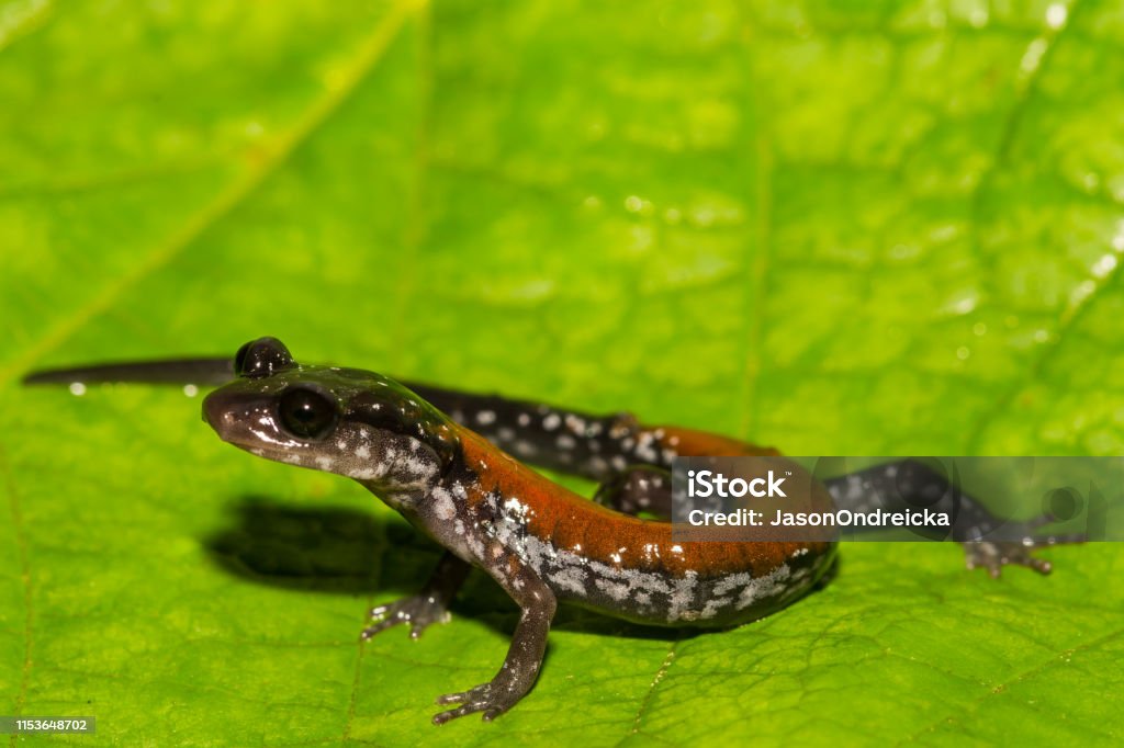 Salamandre de Yonahlossee (Plethodon Yonahlossee) - Photo de Salamandre libre de droits
